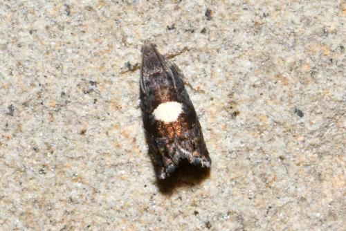 Pammene spiniana